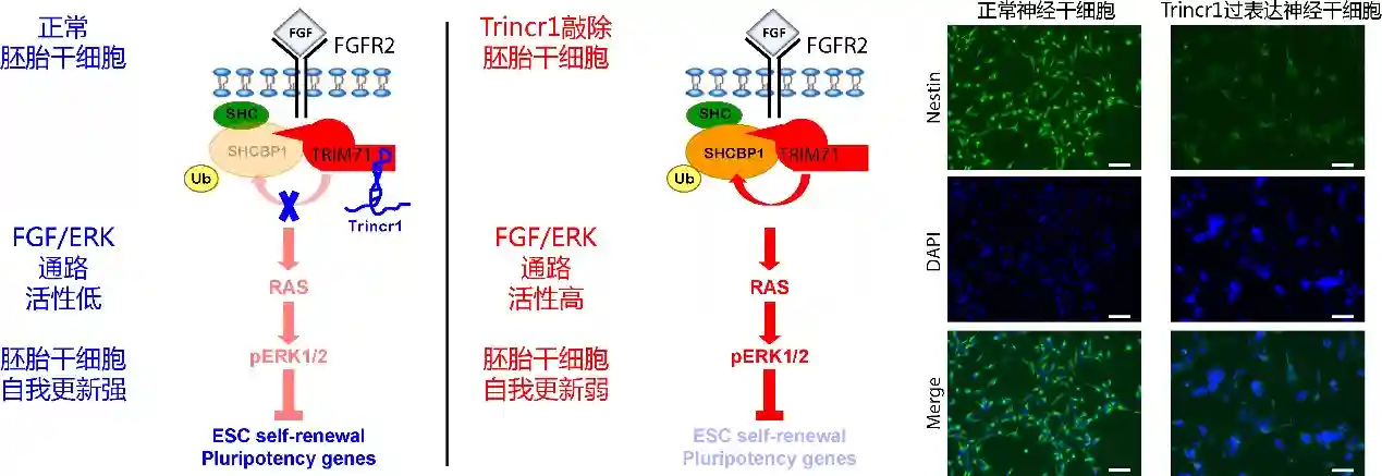 分子所汪阳明课题组发现控制FGF/ERK通路和胚胎干细胞自我更新的长非编码RNA
