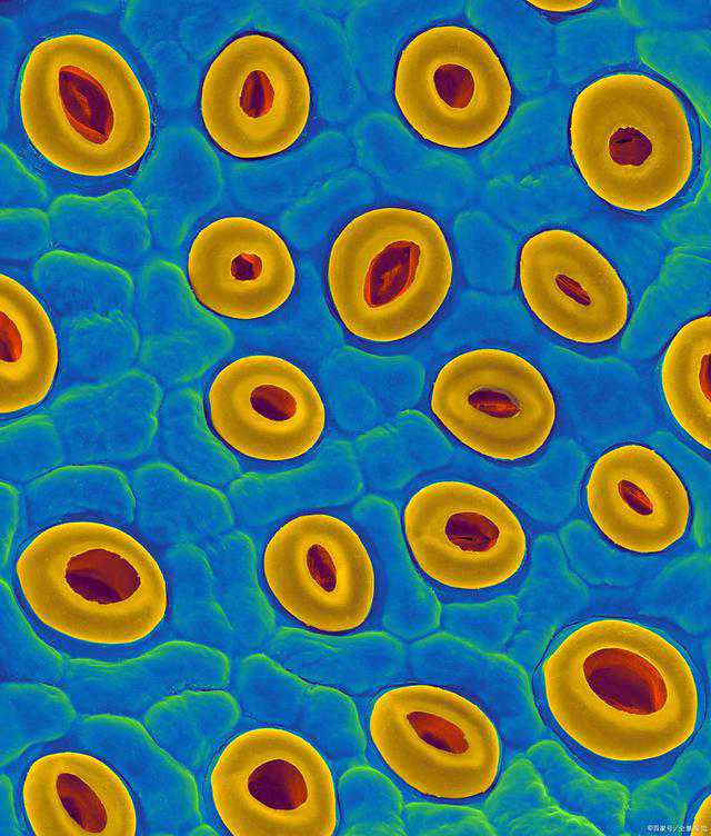 网球肘该如何治疗?